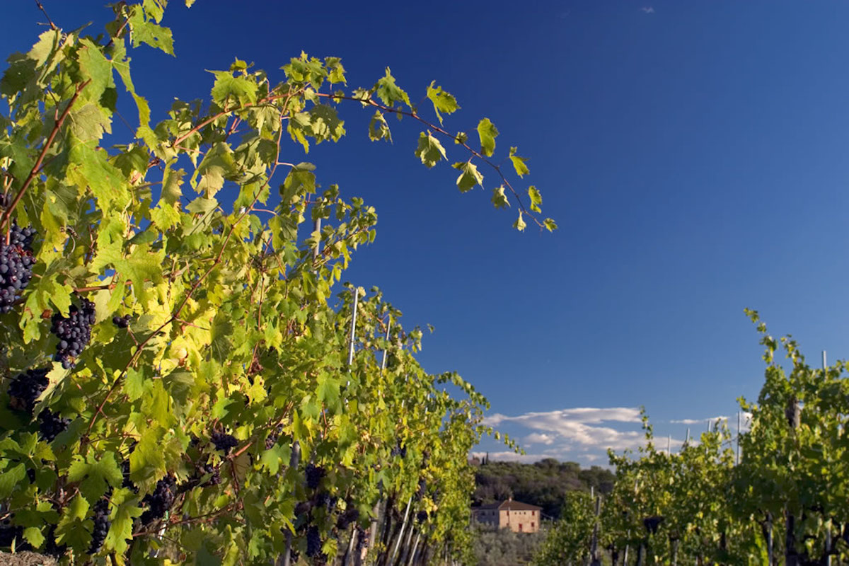 Panorama di viti Credits_TPT