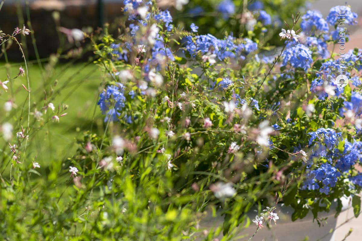 I fiori come le aromatiche sono un must a Cala Piccola
