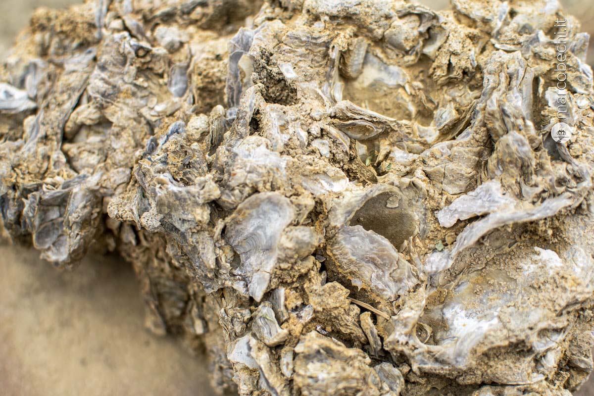 I fossili nelle vigne di Monterosola