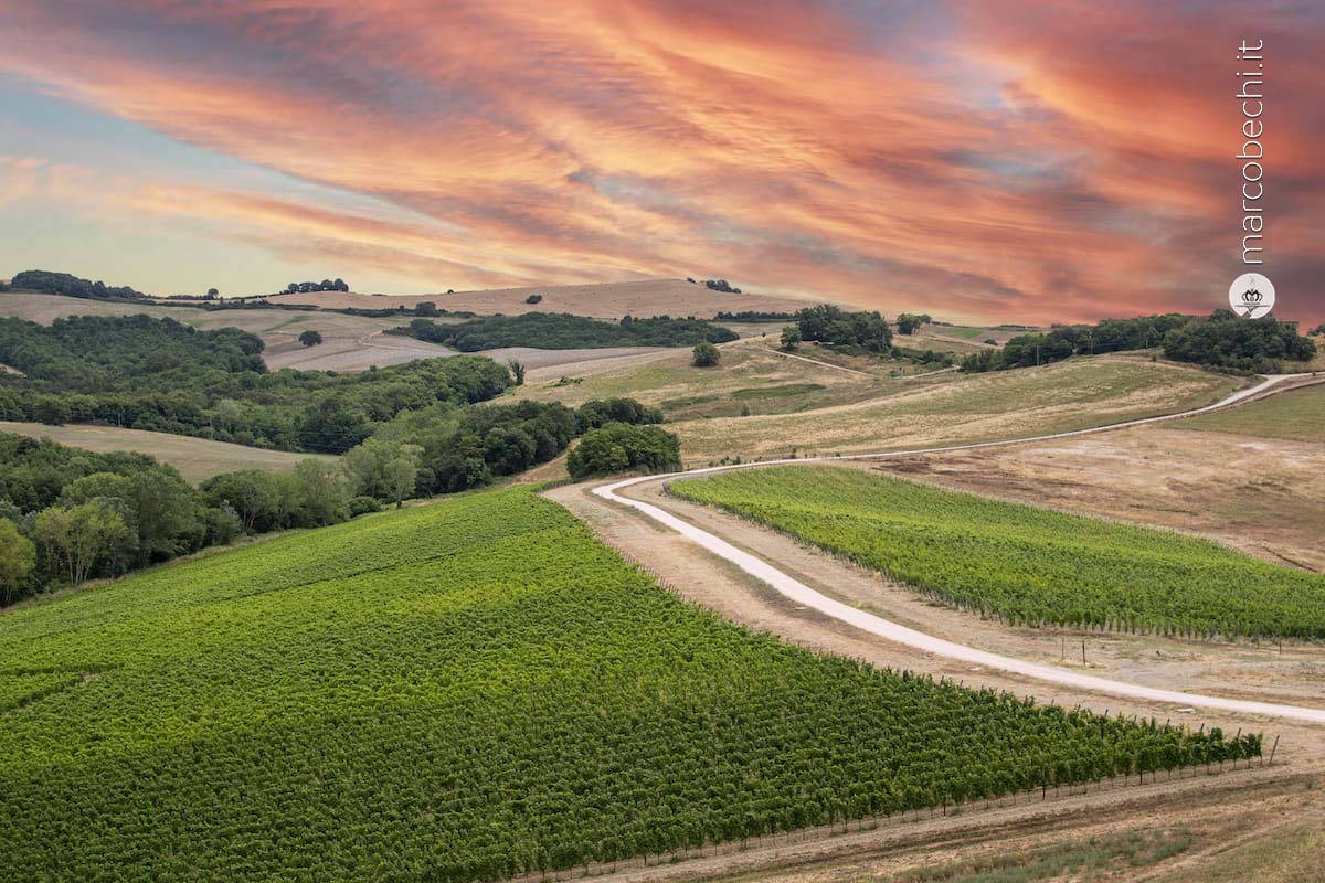 La strada tra i vigneti per Monterosola