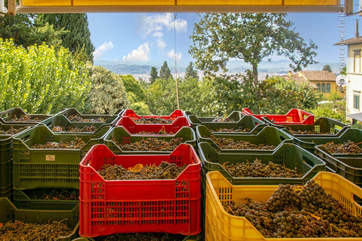 L'uva in attes adi essere scelta