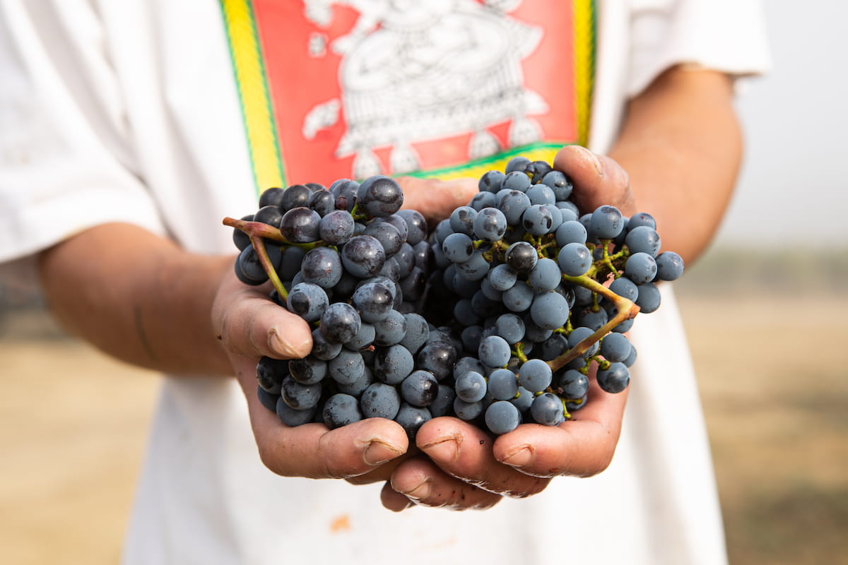 Generazione Sangiovese, i magnifici 7 del sangiovese toscano