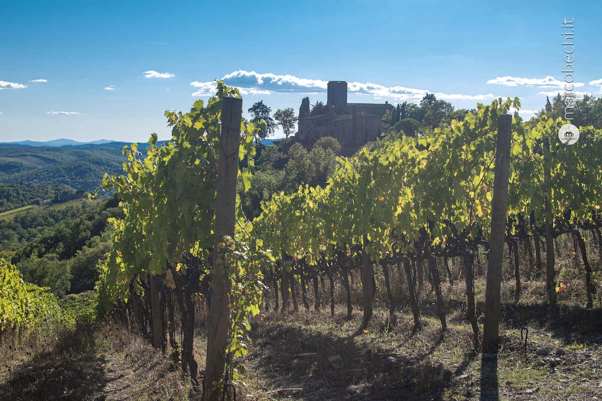I vigneti dai quali si intravede il Castello di Albola