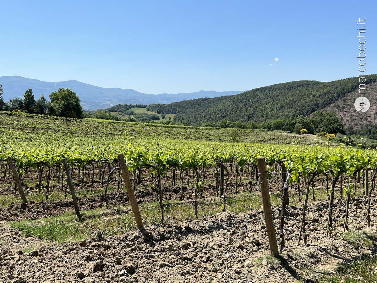 I vigneti alla Fattoria dei Barbi