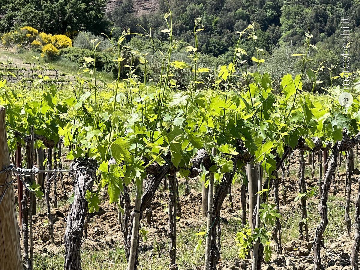 Le vigne da cui si ottiene il Brunello di Montalcino