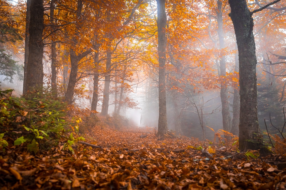 Foreste casentinesi da Visittuscany