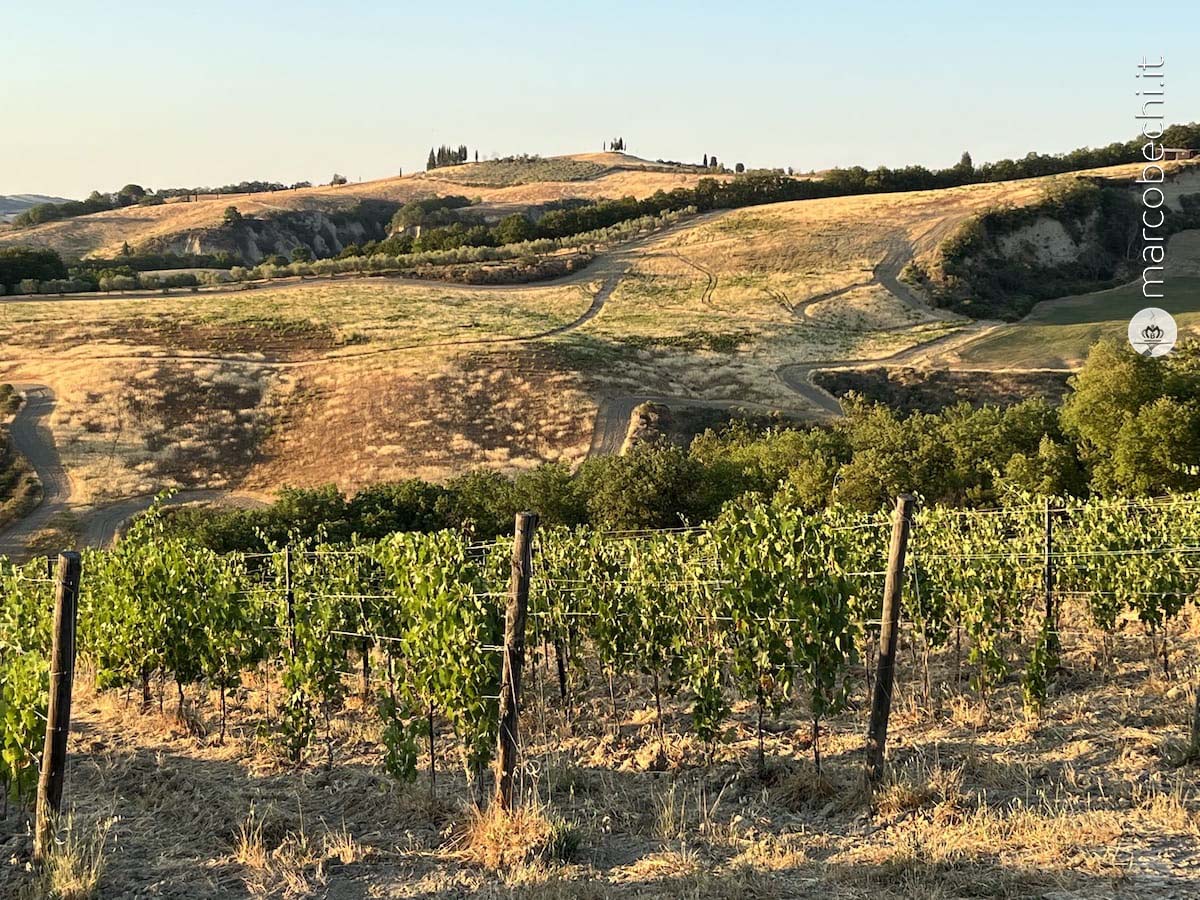 Tenuta Poggio Il Castellare - Vigneti