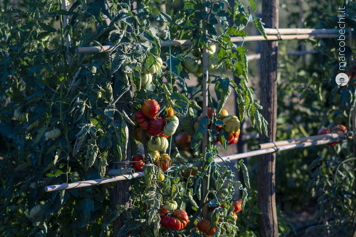 I pomodori serviti poi a tavola
