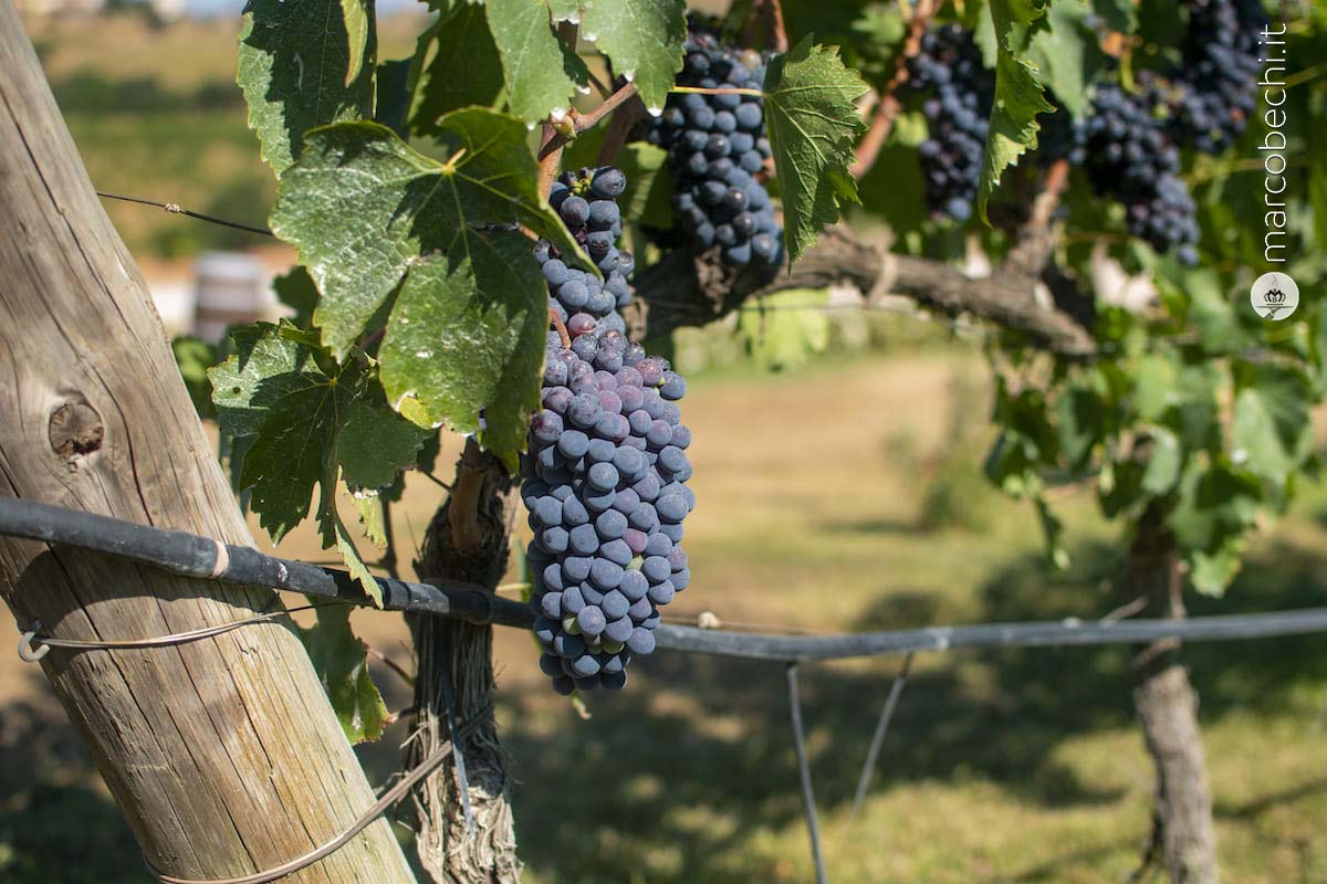 Il sangiovese di Val delle Rose