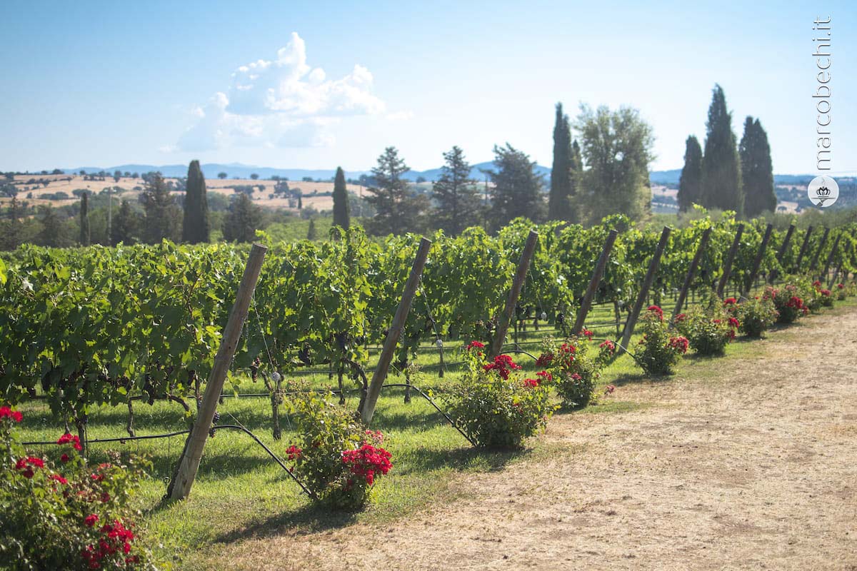 I vigneti di fronte alla cantina