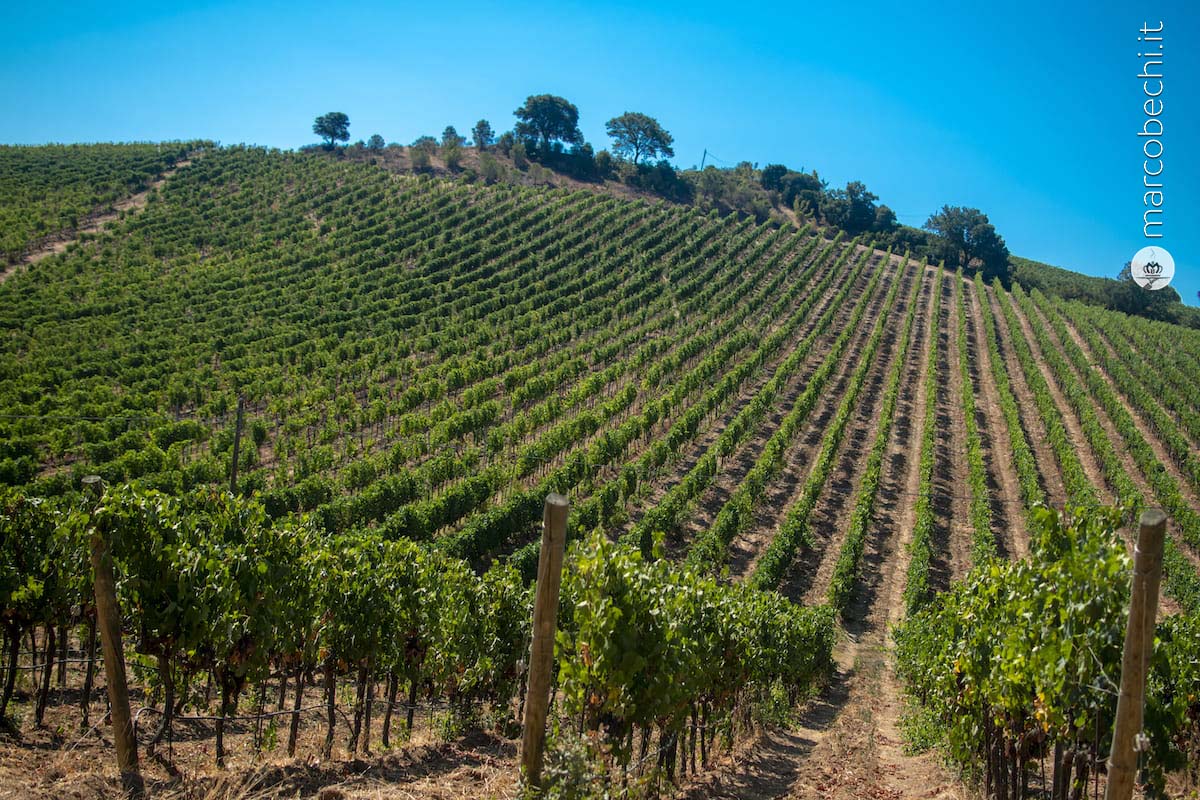 I vigneti di Val delle Rose