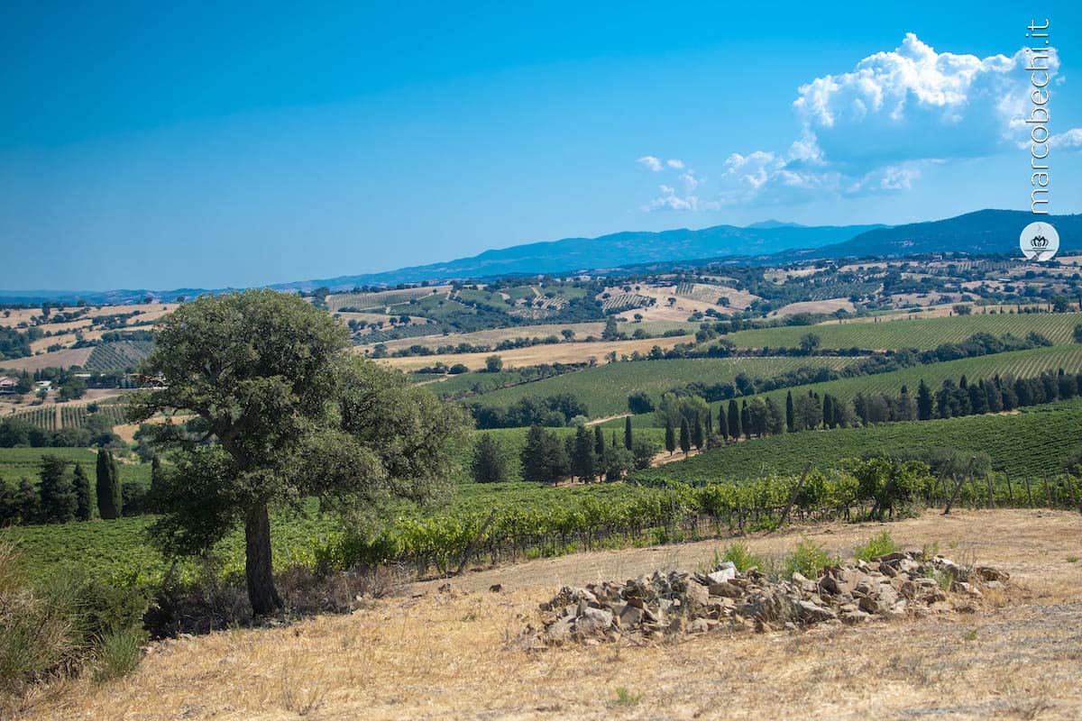 Il punto panoramico sui vigneti di Val delle Rose