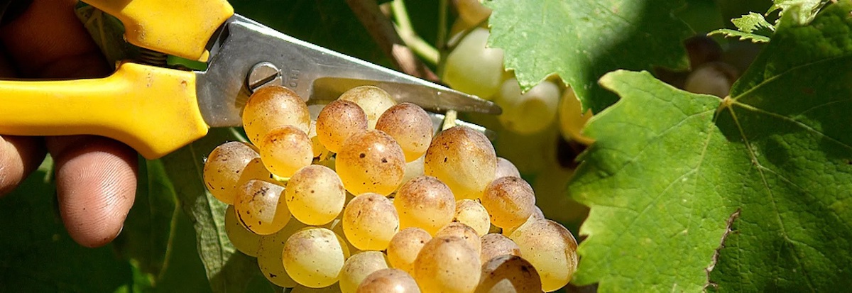 La vernaccia ph by Consorzio Vernaccia