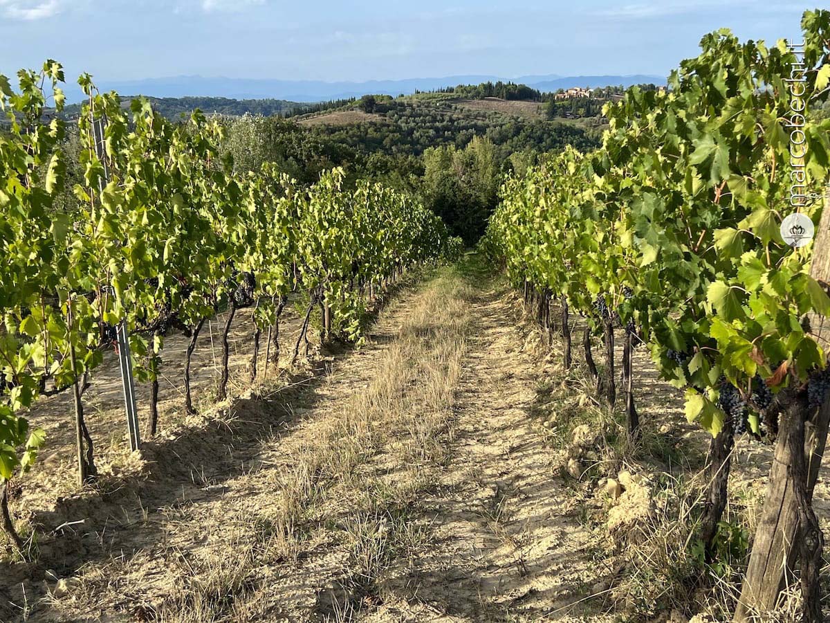 I vigneti di Castelfalfi