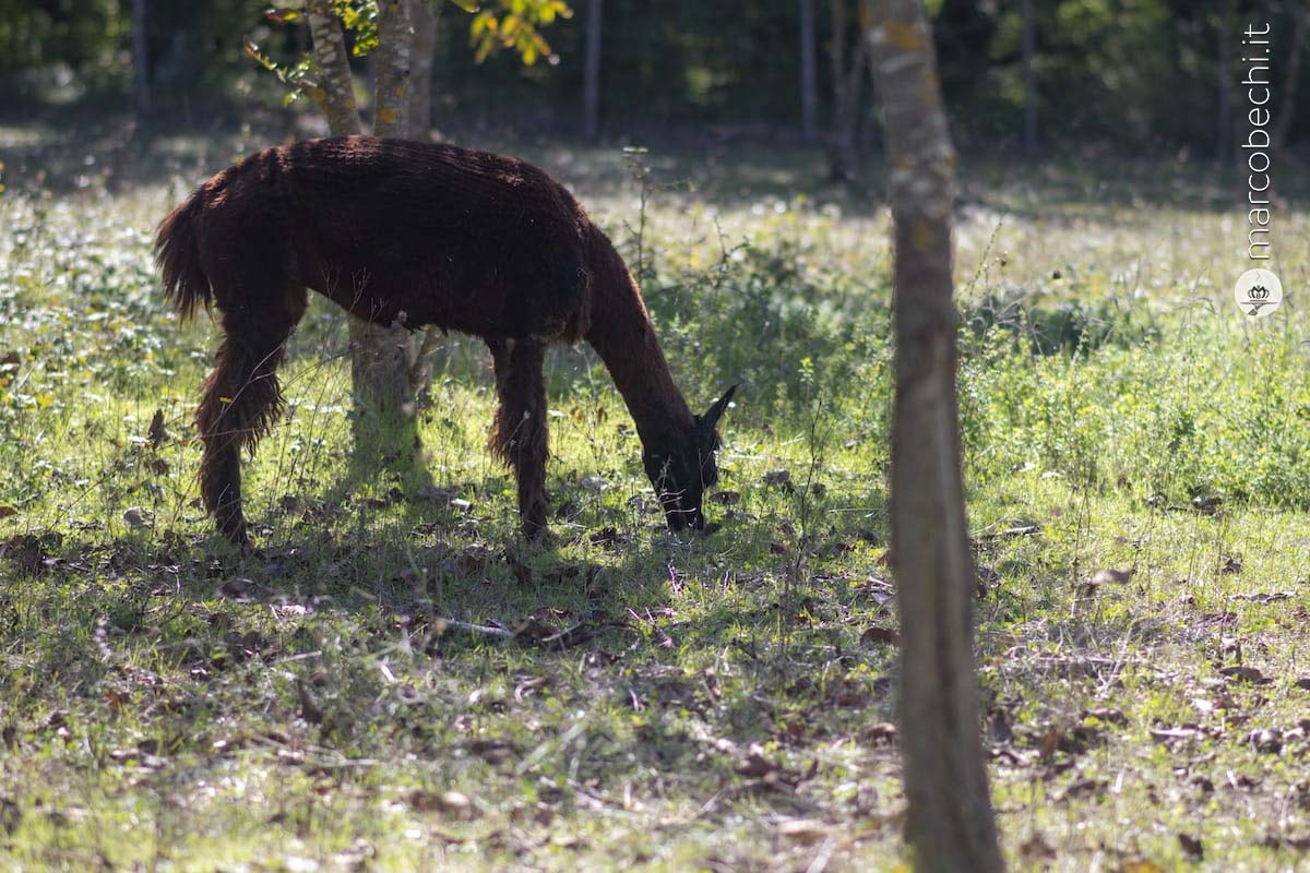 L'Allevamento di Alpaca