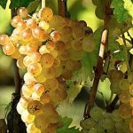A San Gimignano il 16 Febbraio esordiscono la vernaccia 22 e riserva 21