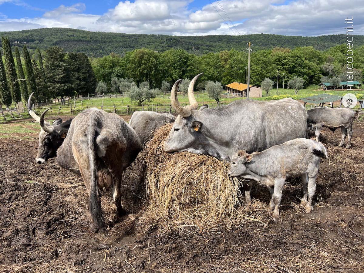 La Cerreta Terme, verde campagna e biodinamica gourmet