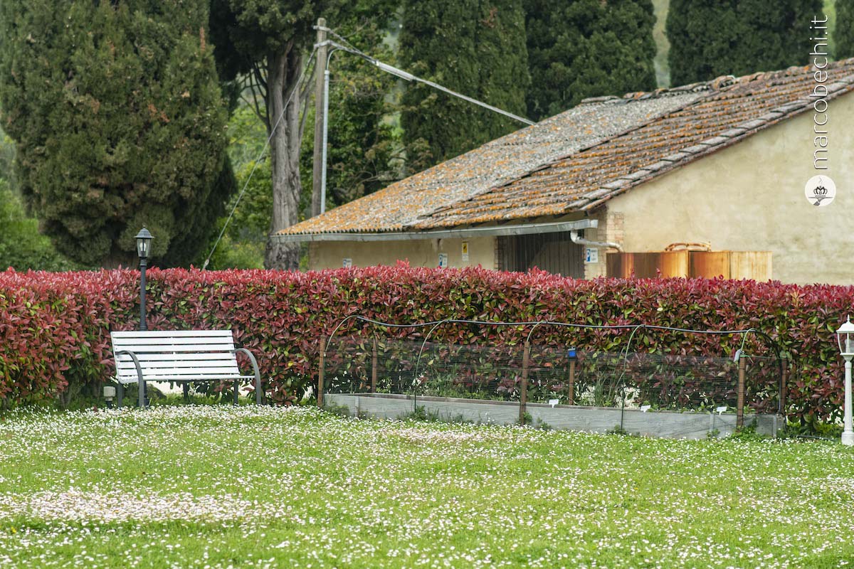 Le erbe aromatiche a lato del prato