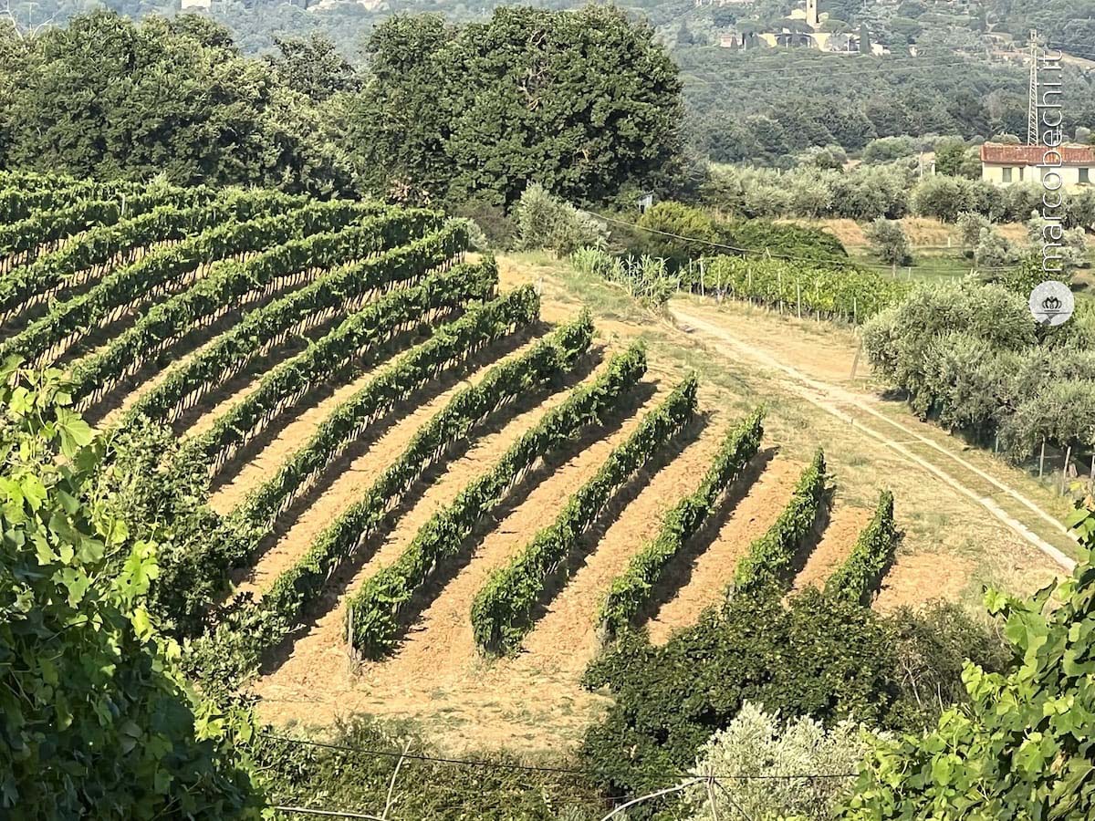 Un vigneto de La Sala di Torriano 