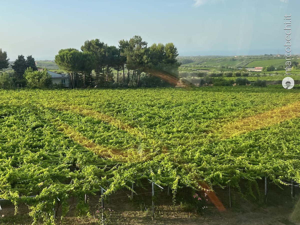 I vigneti di Cantina Tollo