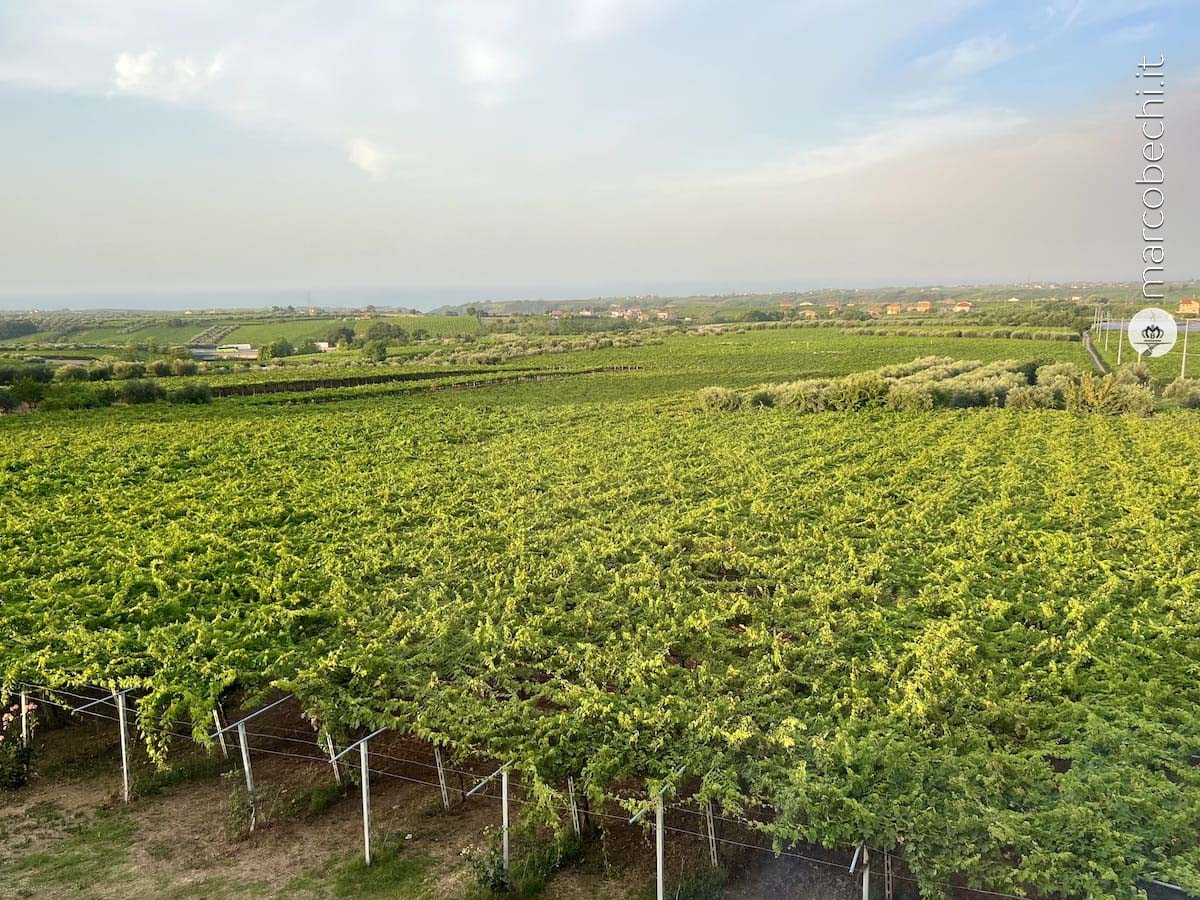 Vigneti a pergola in Abruzzo