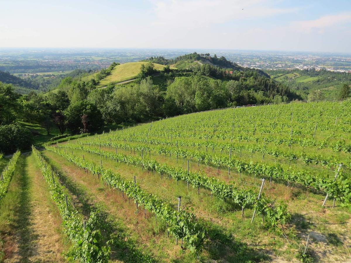 Il Vigneto di Oro di Diamanti