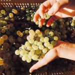 MTV Toscana per Cantine Aperte in Vendemmia