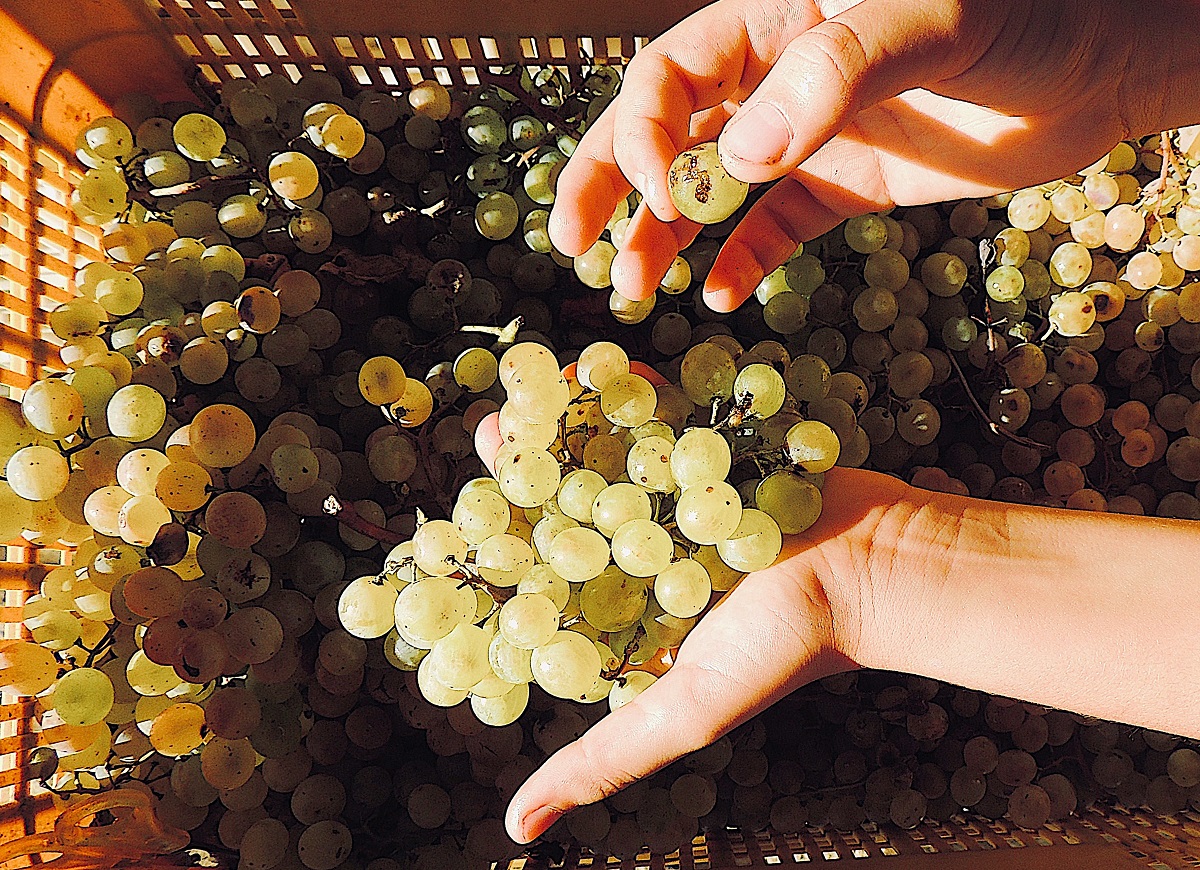 MTV Toscana per Cantine Aperte in Vendemmia