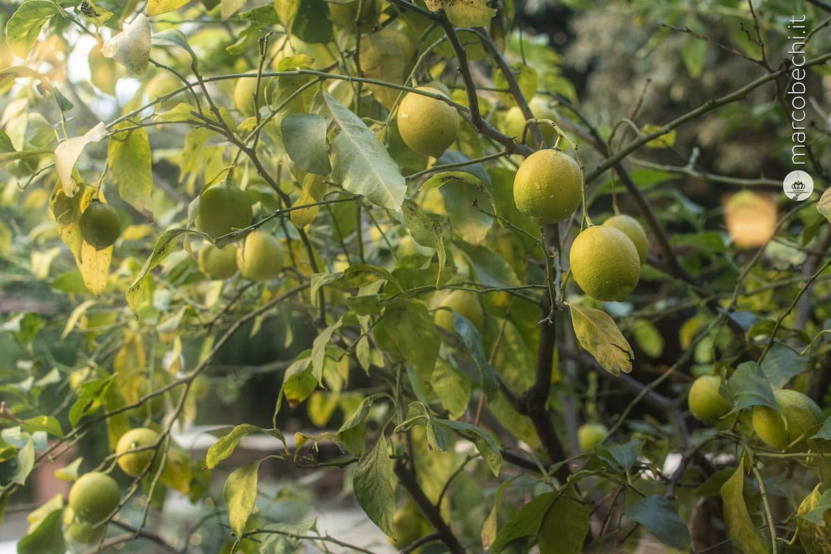 I limoni al Ristorante Relais Le Jardin dell'Hotel Regency - Firenze