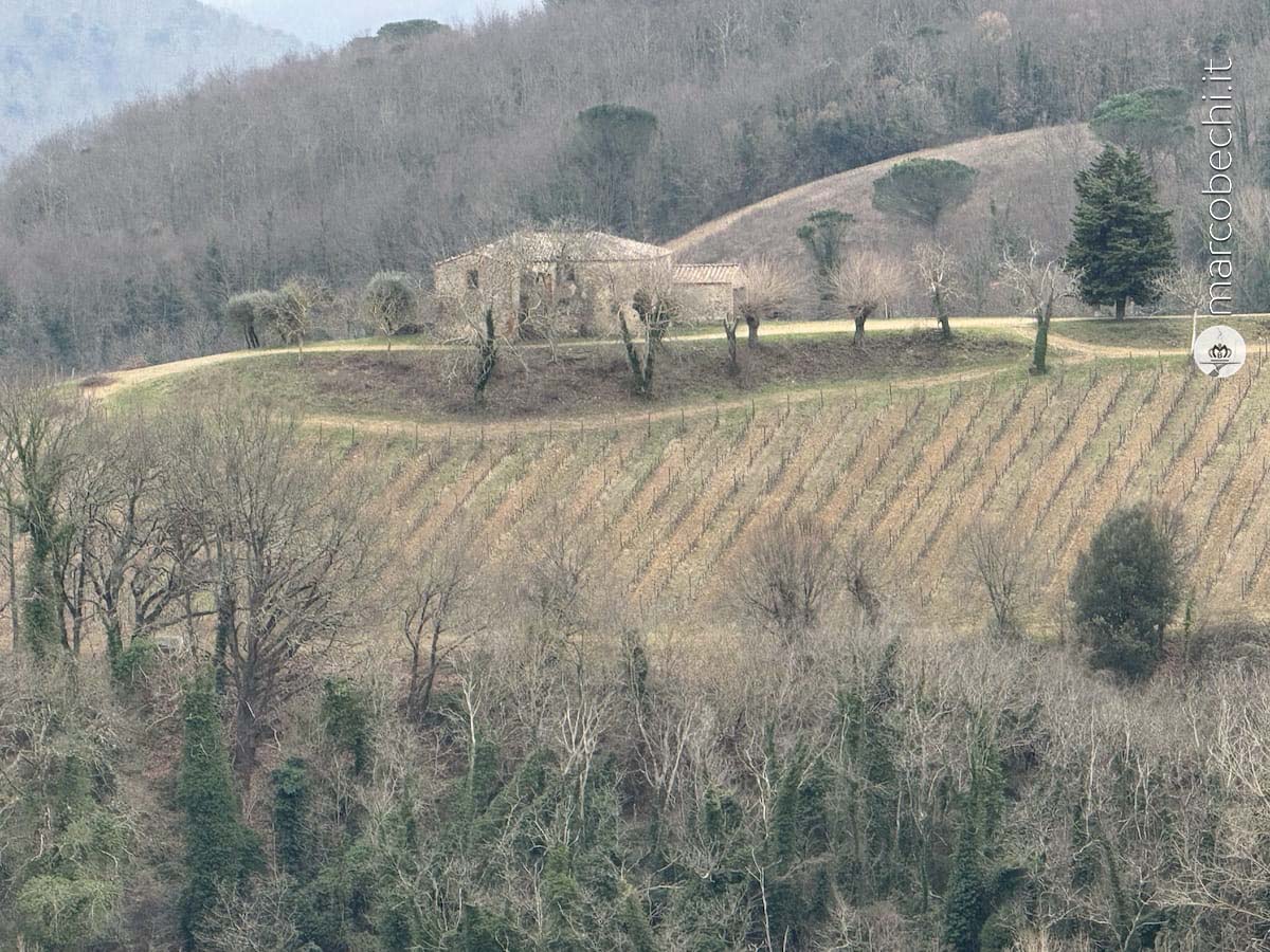 Un vigneto di Fèlsina