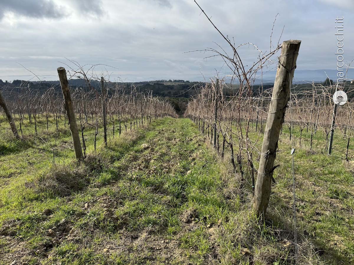 Terra di Seta la rivoluzione del vino Kosher