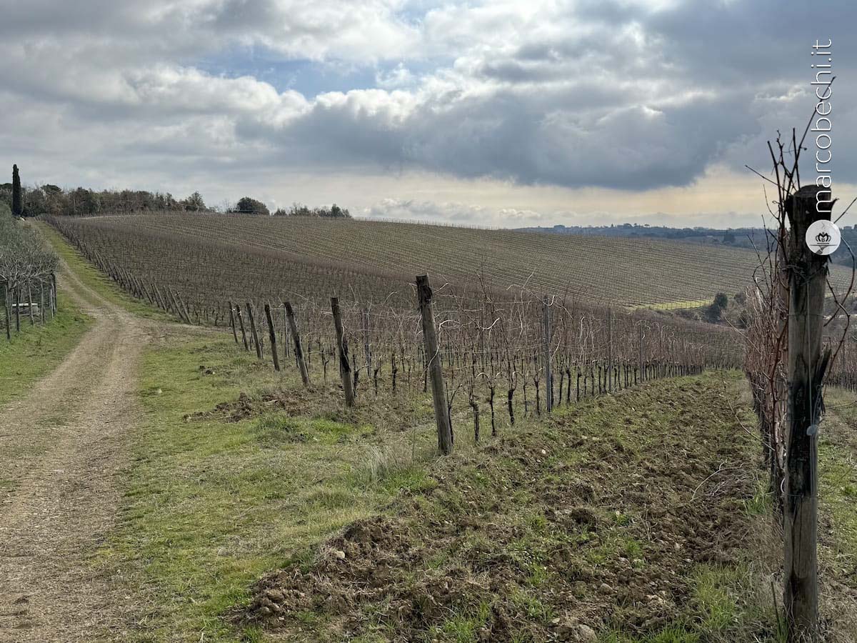 Terra di Seta i vigneti