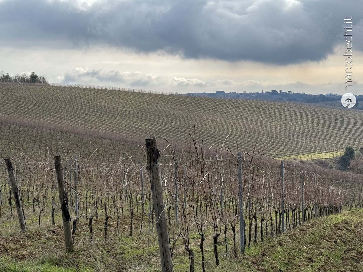 Terra di Seta la rivoluzione del vino Kosher