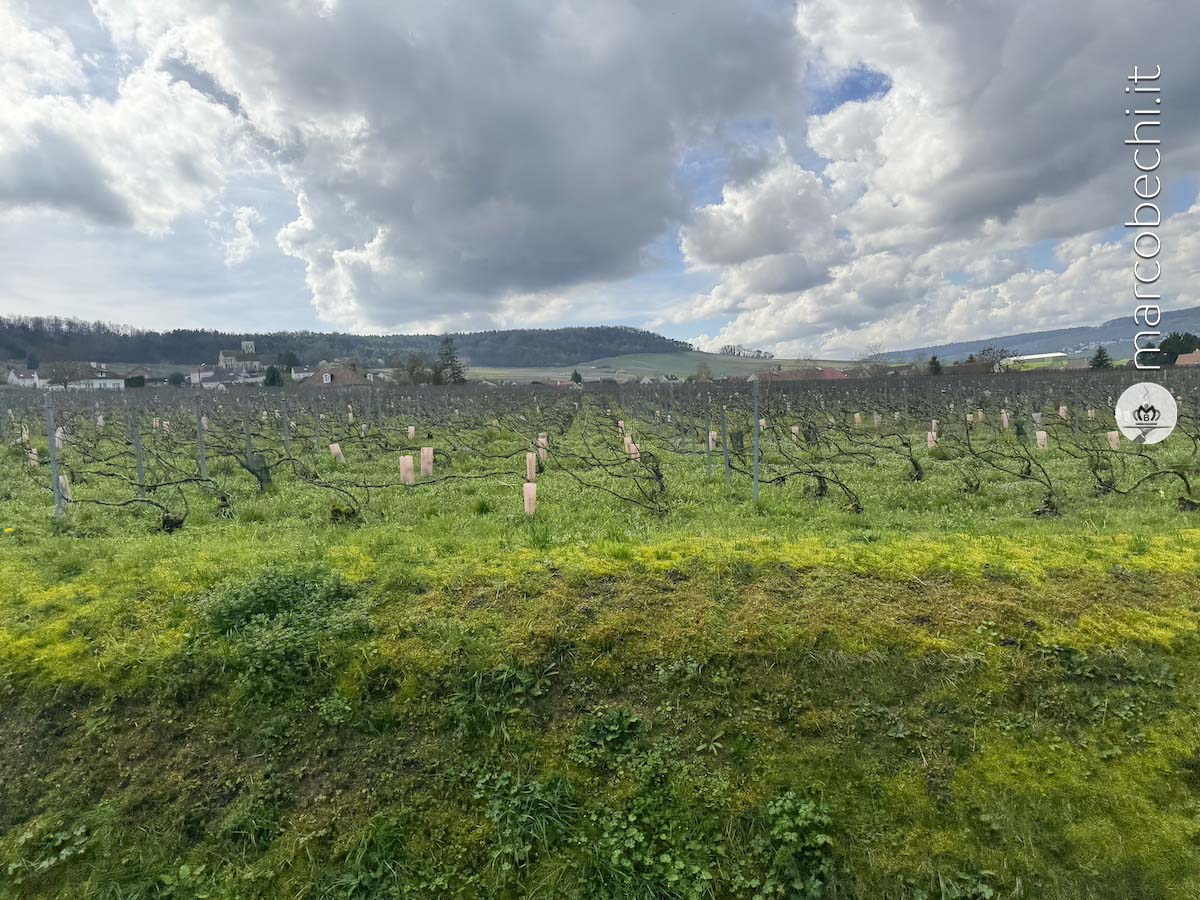 Una tipica vigna per la produzione di champagne