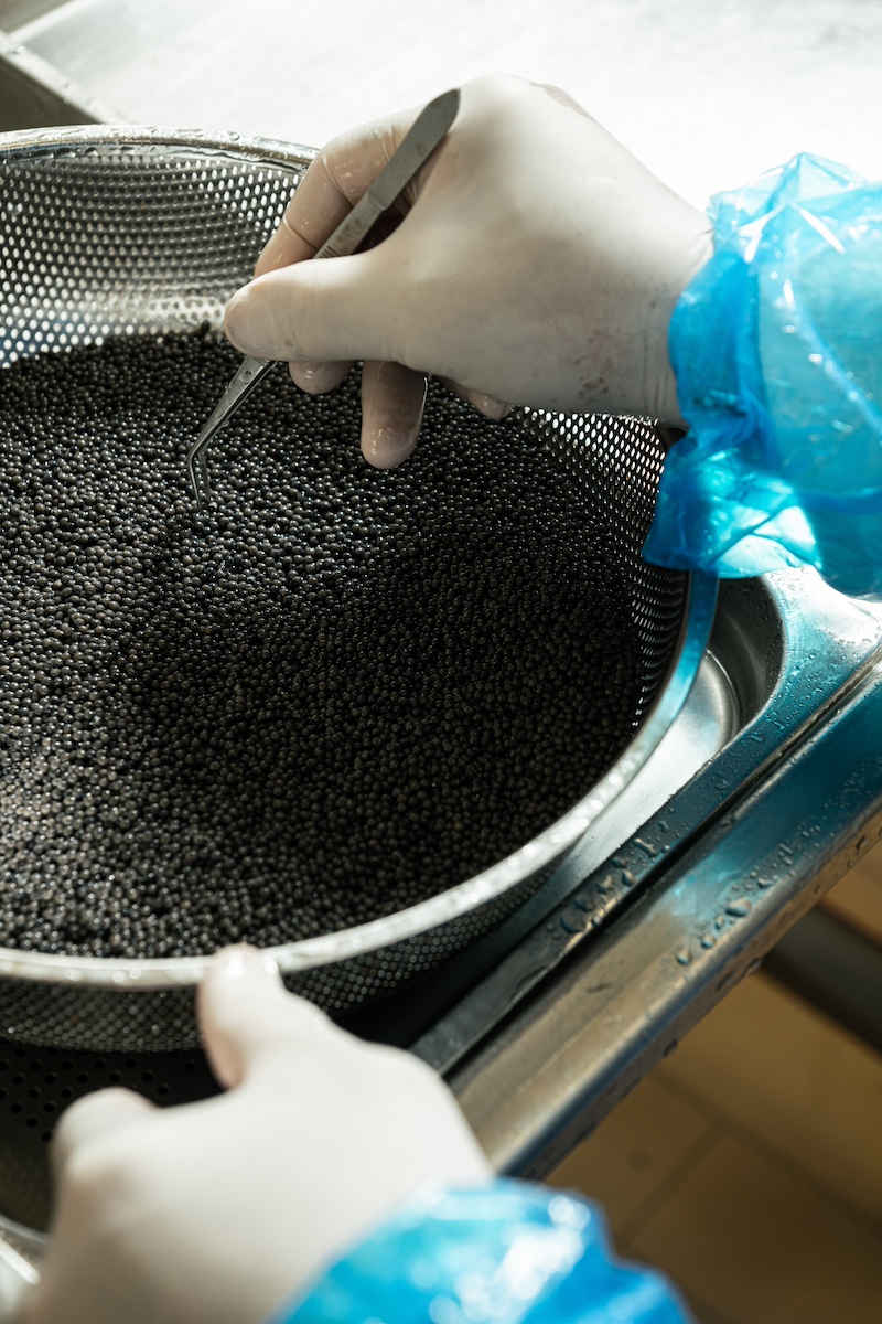 La preparazione del caviale