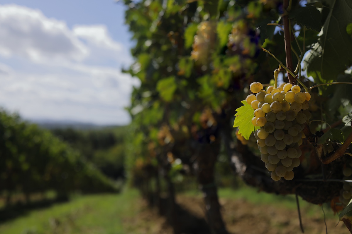 La Vernaccia di San Gimignano