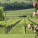 Le vigne come giardini