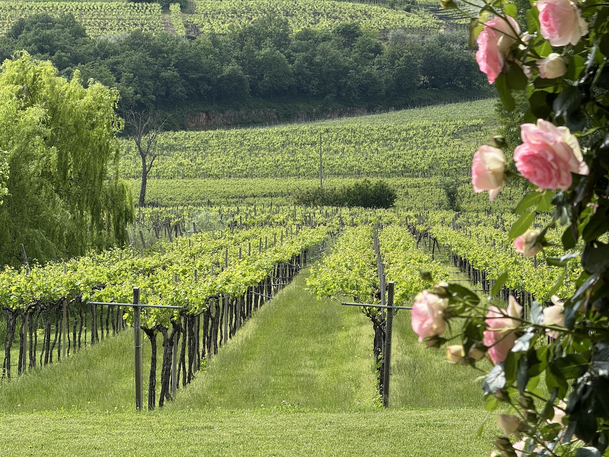 Le vigne come giardini
