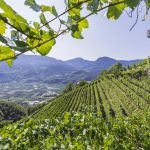 Cantina Terlano_Vigneti