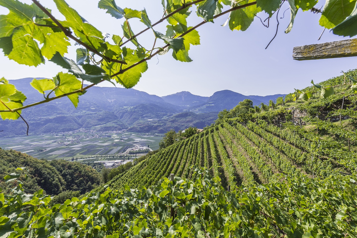 Cantina Terlano_Vigneti