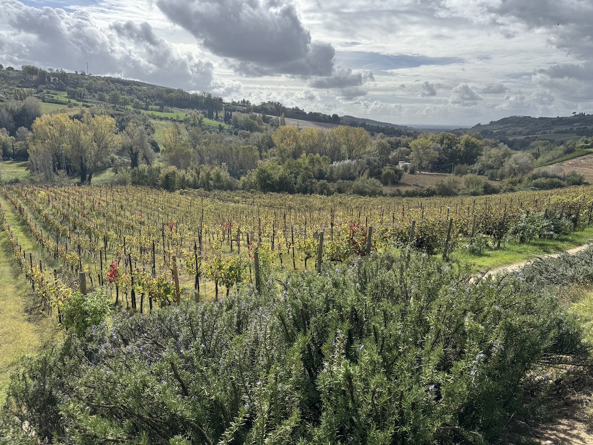 I vigneti di Santo Iolo