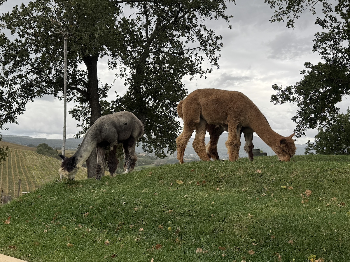 Gli alpaca al pascolo vivino ai vigneti