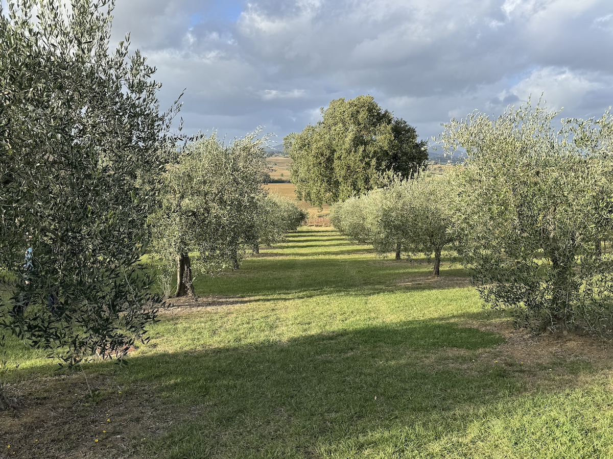 L'oliveta