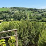 Cantine Etiche