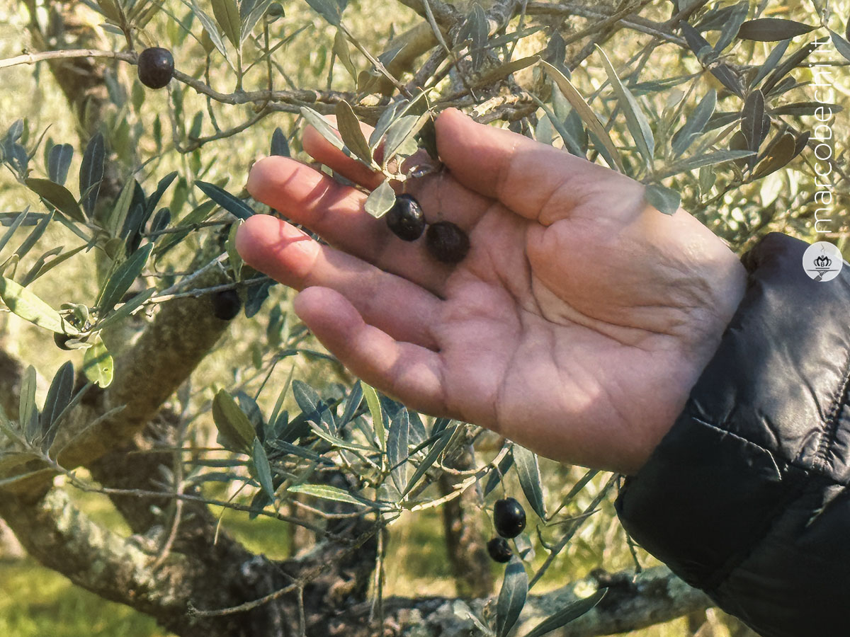 Le olive - Il Borro