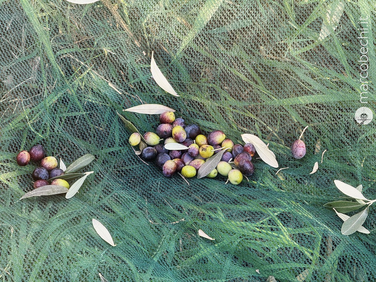 Le olive - Il Borro
