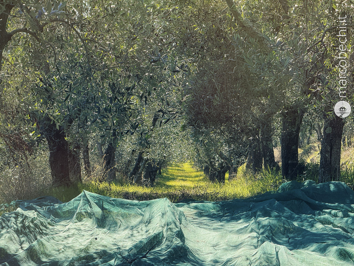 Le olive - Il Borro