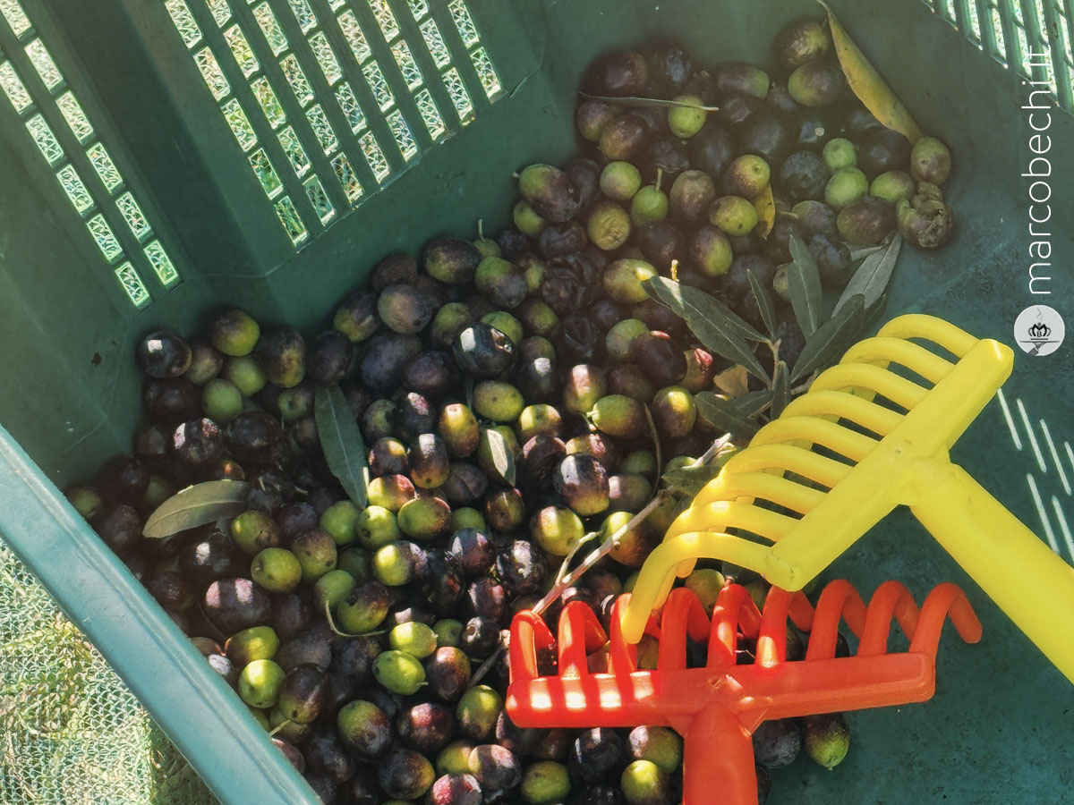Le olive - Il Borro