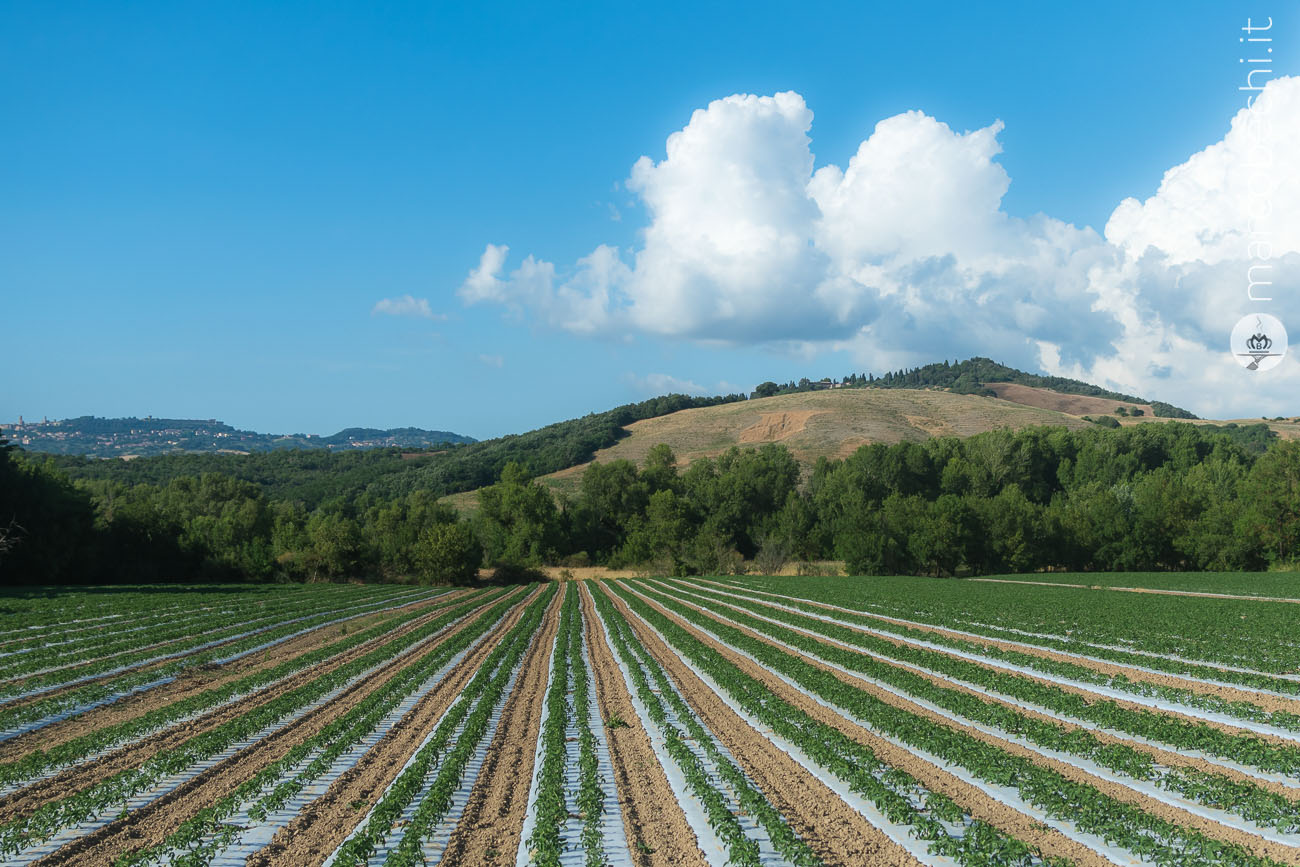 Bio Agriturismo Il Cerreto
