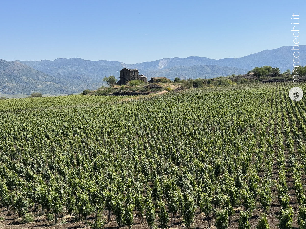 Custodi delle vigne dell'Etna
